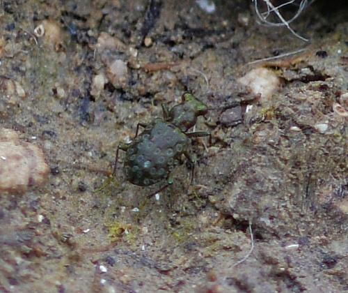 Réf. 347 683 : Elaphrus uliginosus